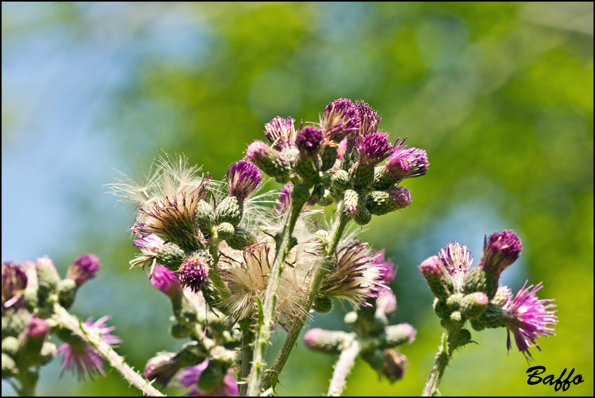 Cirsium palustre